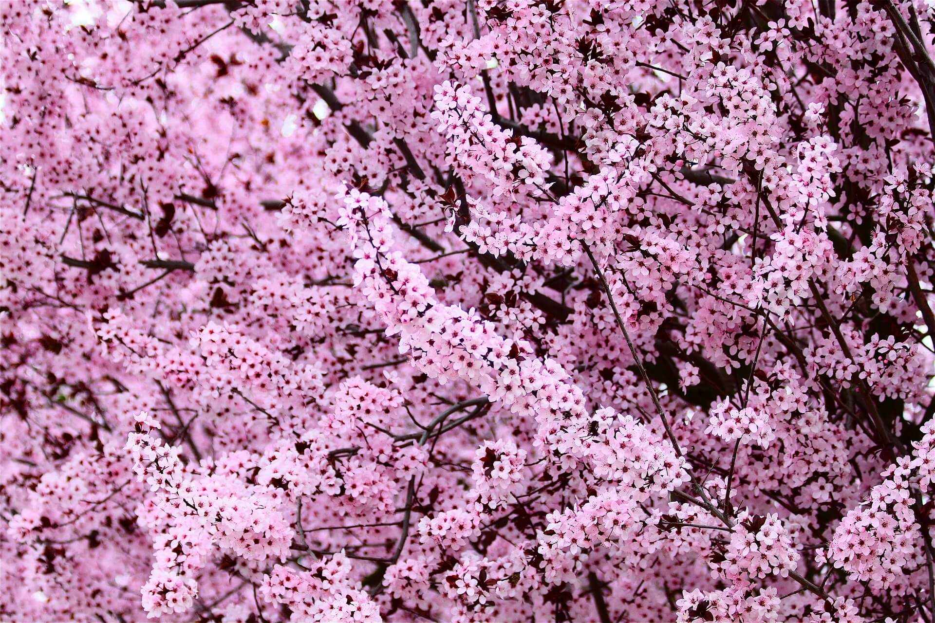 Hallo Frühling! …mit dem ASICS Sportstyle Gel-Lyte III OG Wood Crepe Plum Blossom
