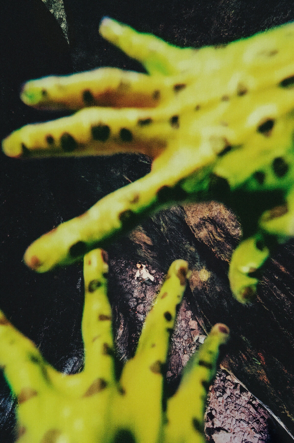 KEEN x HIKING PATROL Jasper Rocks SP "Cuban Tree & Phantasmal Poison Frog"