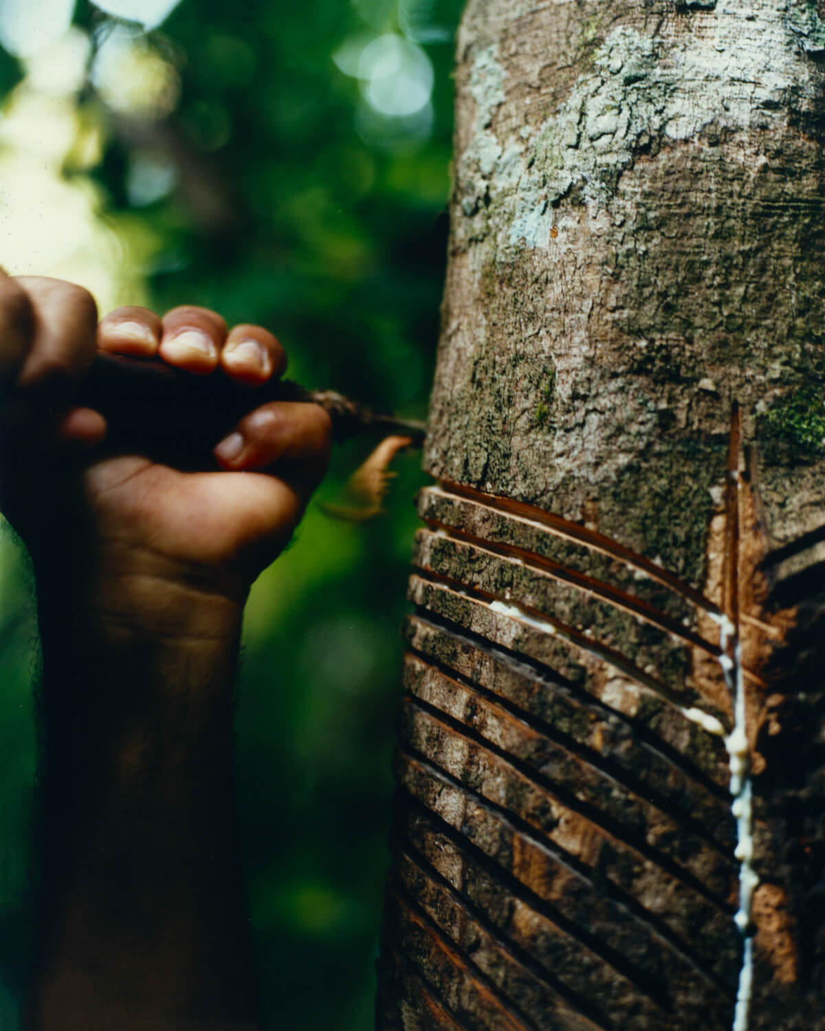 VEJA Project Amazonia